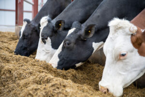 plusieurs vaches mangent de l'herbe